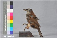 藏品(小彎嘴)的圖片